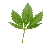 marijuana weed png image